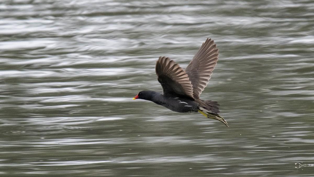 Eurasian Moorhen - ML646394260