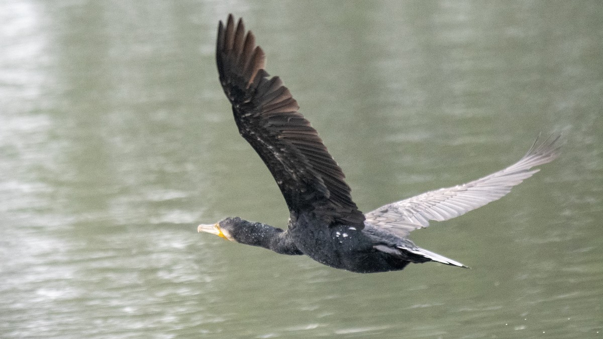 Большой баклан - ML646394284