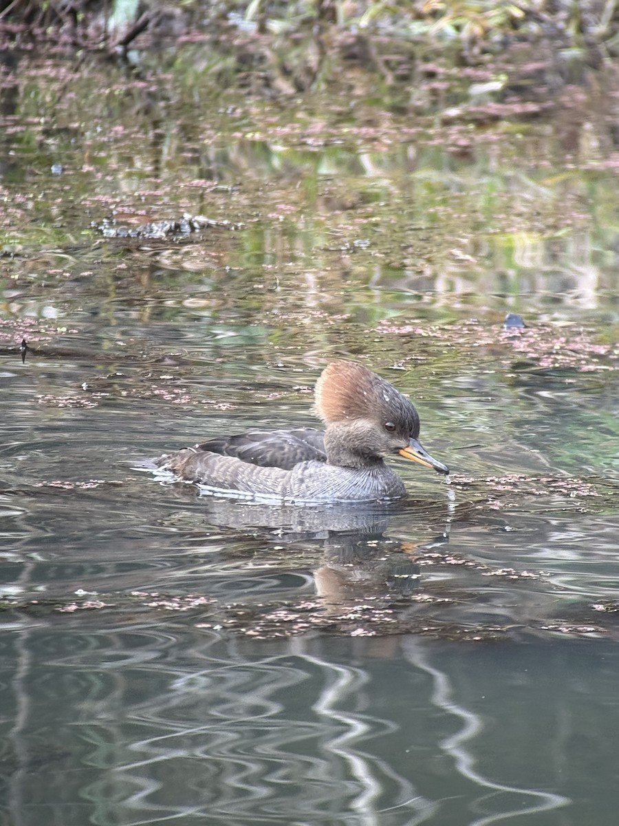 Hooded Merganser - ML646394291