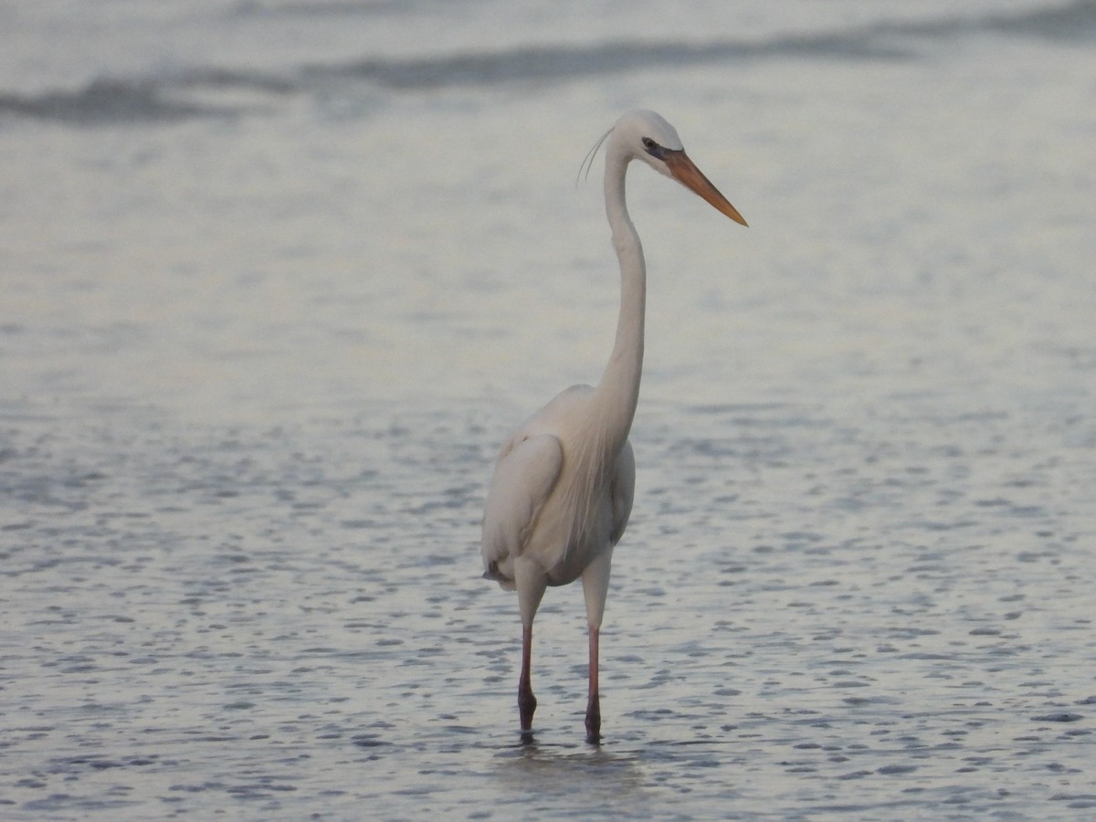 volavka bílá - ML646394292