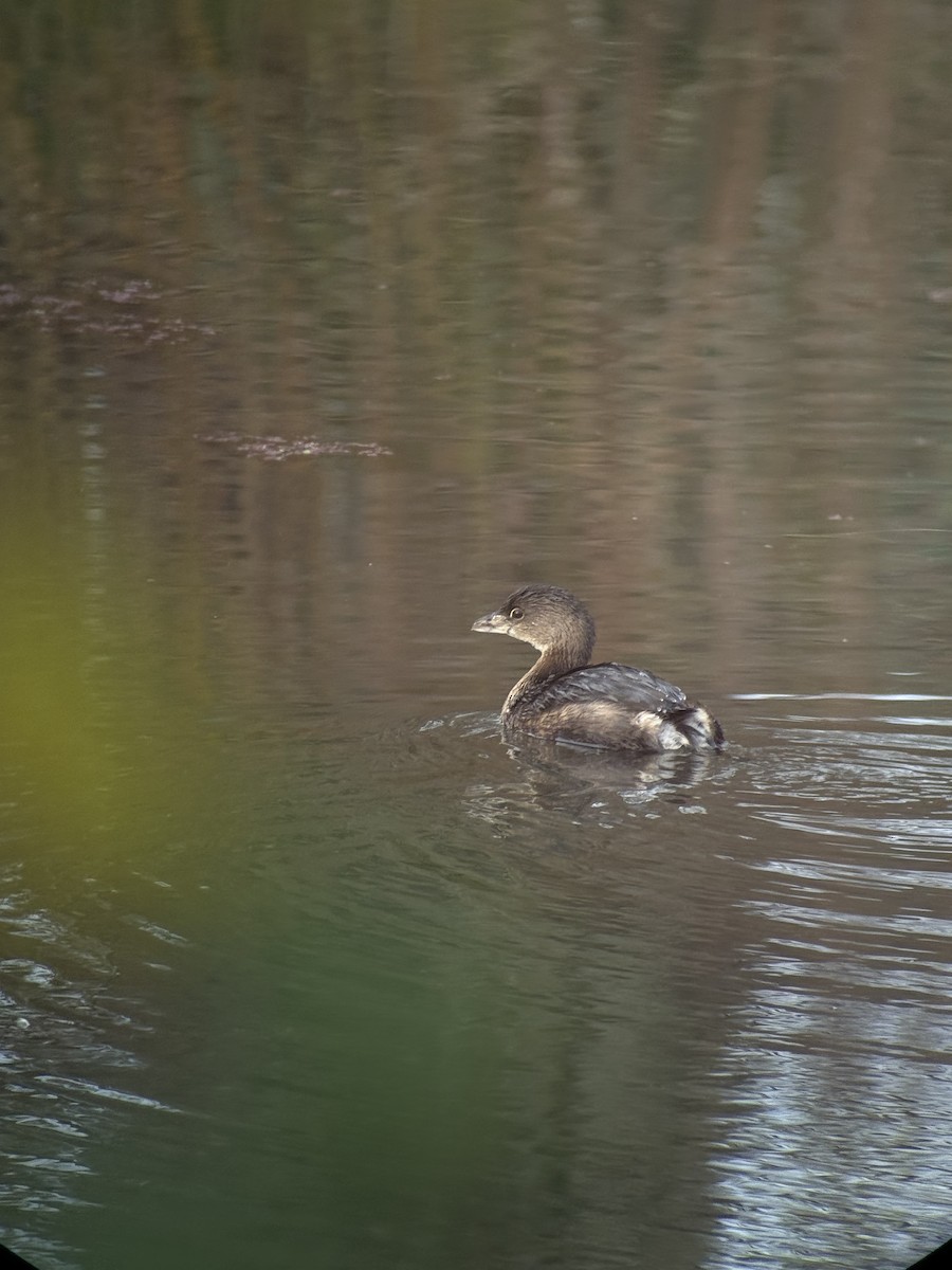 Pied-billed Grebe - ML646394295