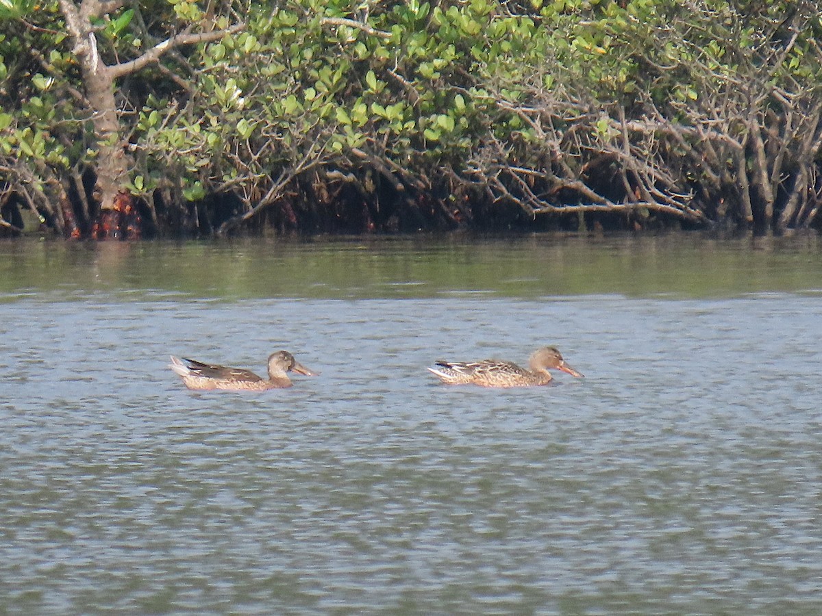 Northern Shoveler - ML646394297
