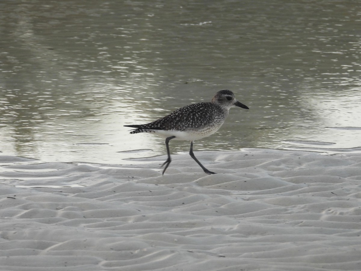 ダイゼン - ML646394304