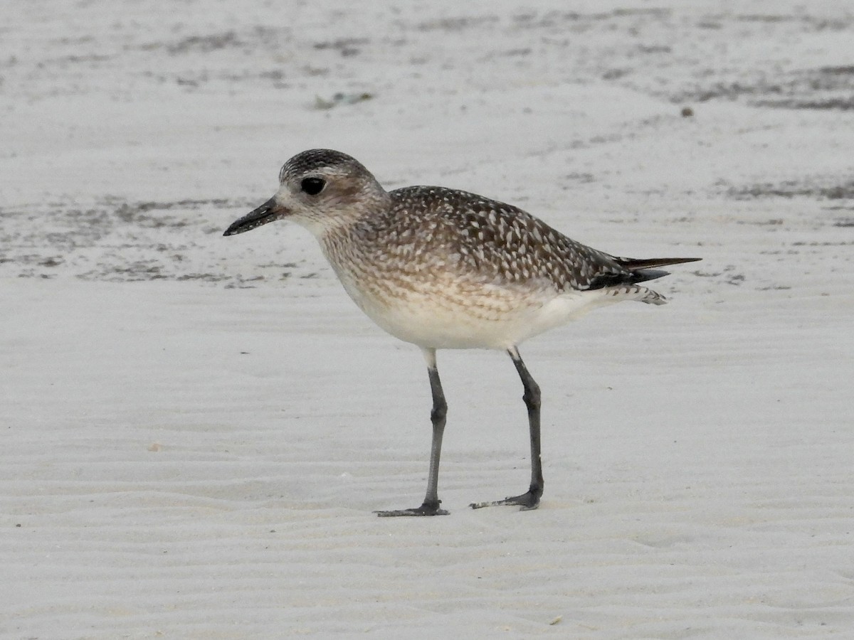 ダイゼン - ML646394305