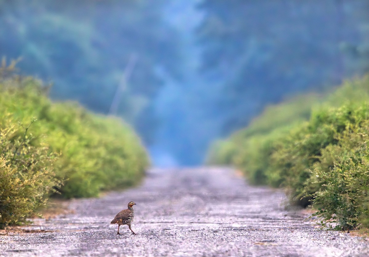 frankolín bažinný - ML646394306