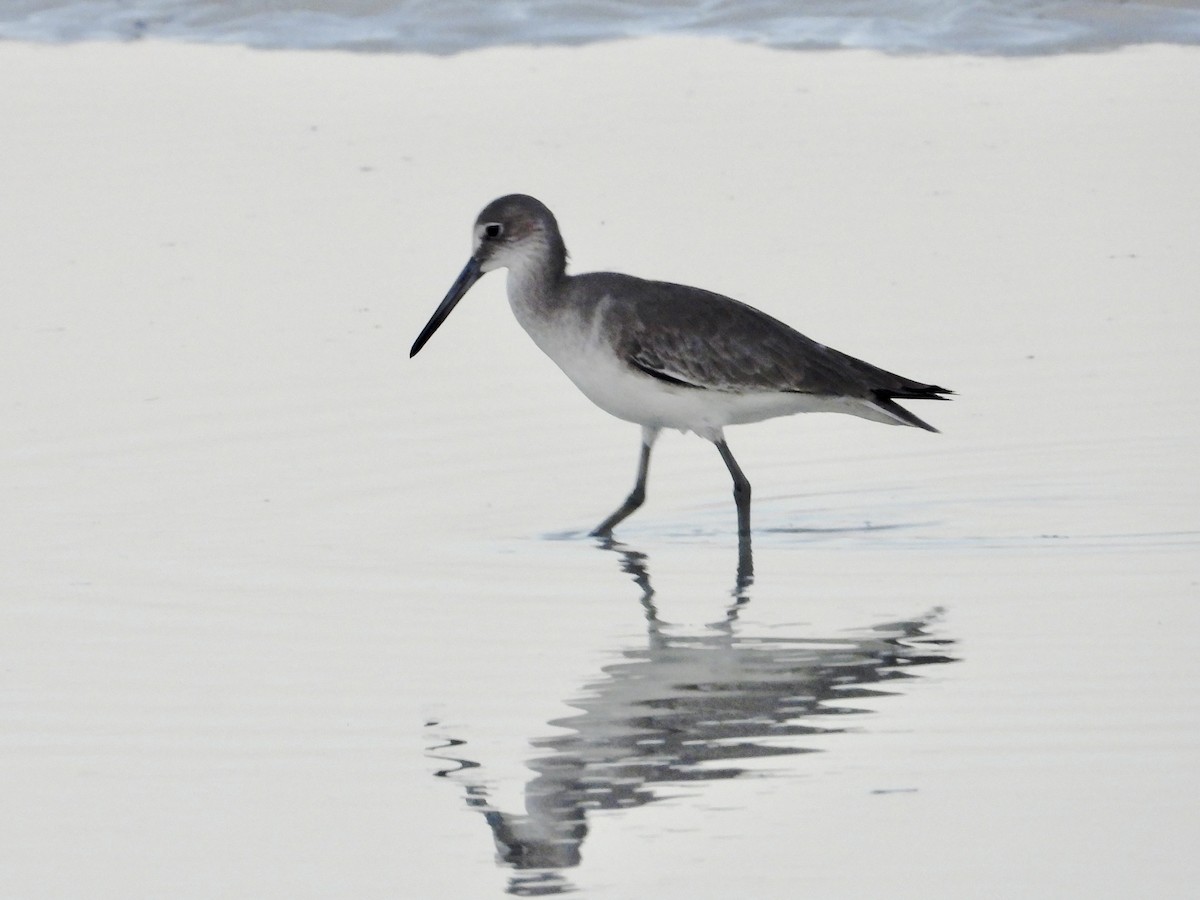 vodouš břehoušovitý - ML646394307