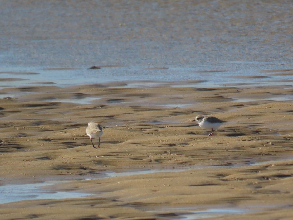Kentish Plover - ML646394310