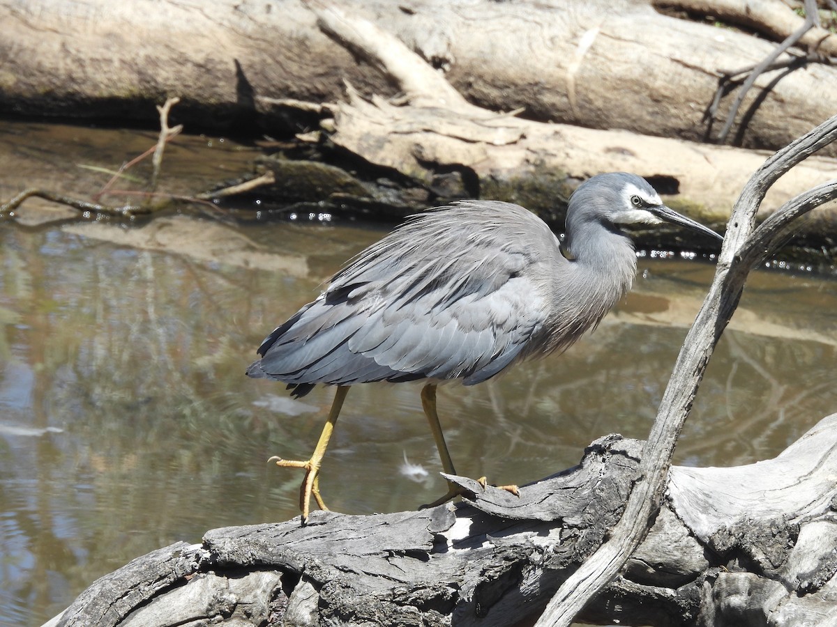 White-faced Heron - ML646394311
