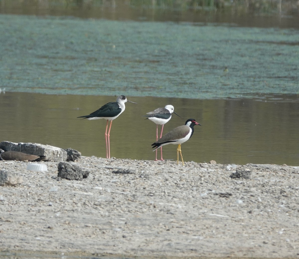Red-wattled Lapwing - ML646394312