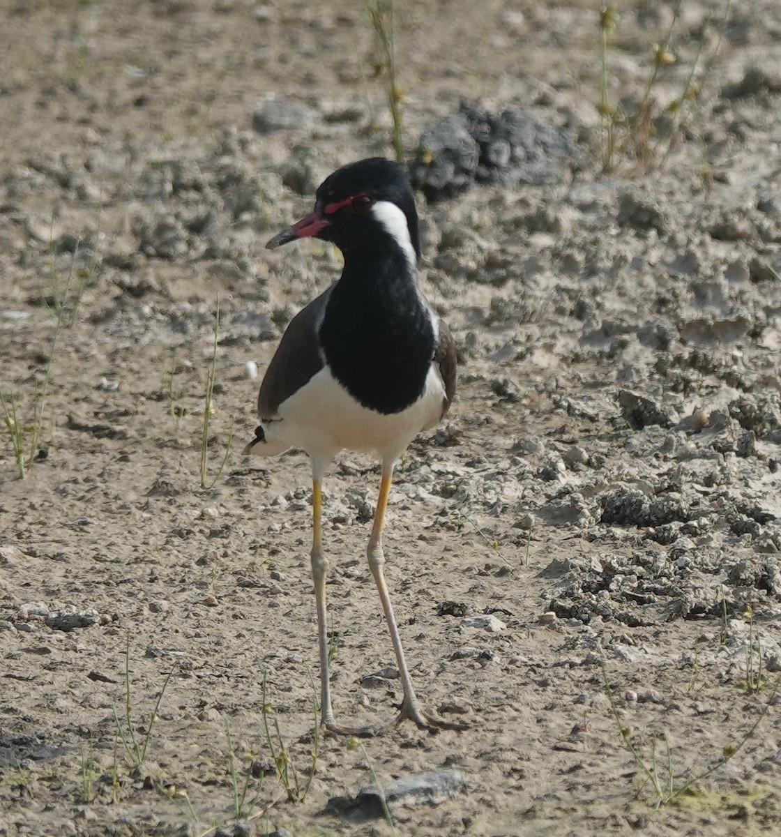 Red-wattled Lapwing - ML646394313