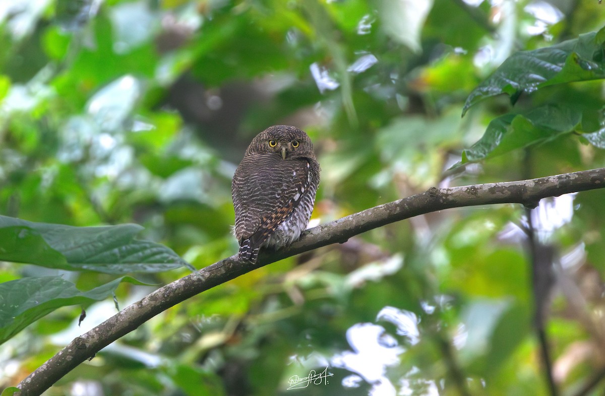 kulíšek indický - ML646394316