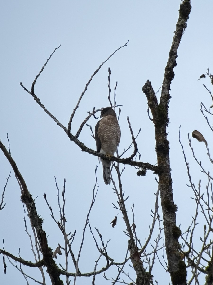 Cooper's Hawk - ML646394317