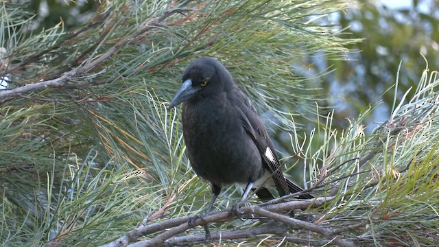 flétňák stračí - ML646394318