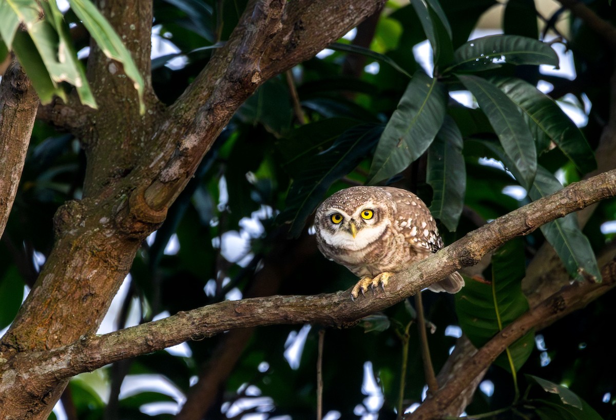 sýček brahmínský - ML646394322