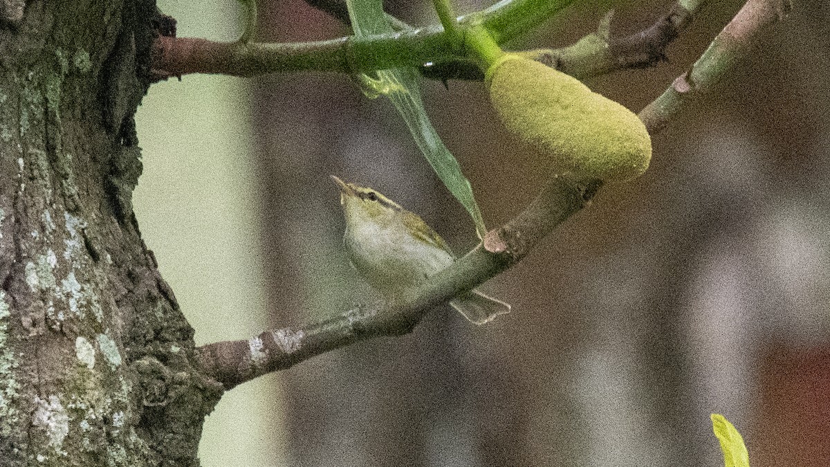 Western Crowned Warbler - ML646394323