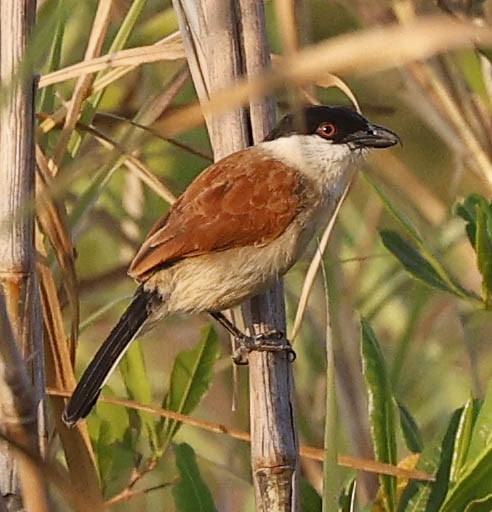 Marsh Tchagra (Anchieta's) - ML646394324