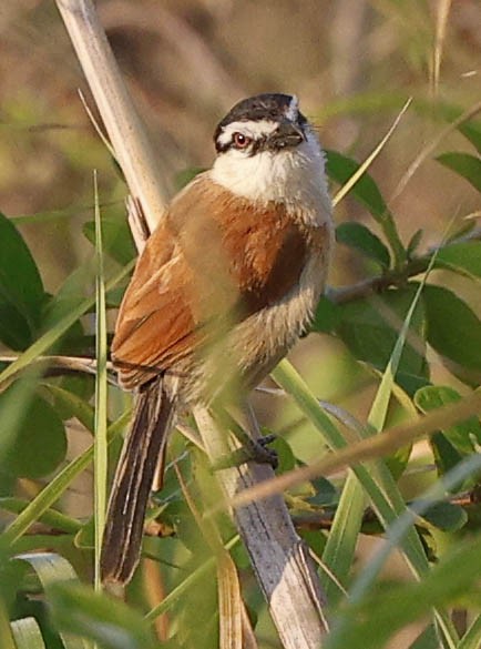 Marsh Tchagra (Anchieta's) - ML646394325