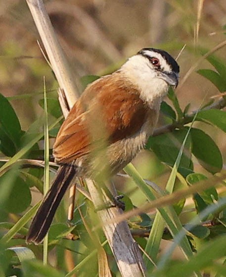 Marsh Tchagra (Anchieta's) - ML646394326