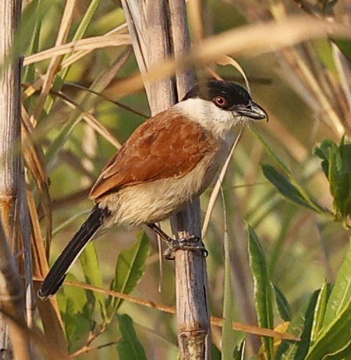 Marsh Tchagra (Anchieta's) - ML646394327