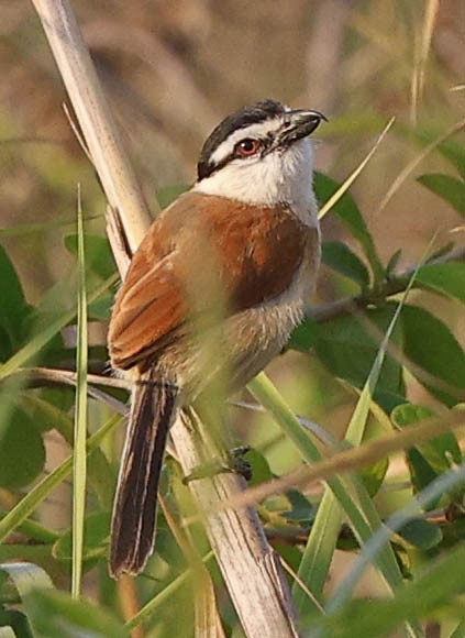 Marsh Tchagra (Anchieta's) - ML646394328