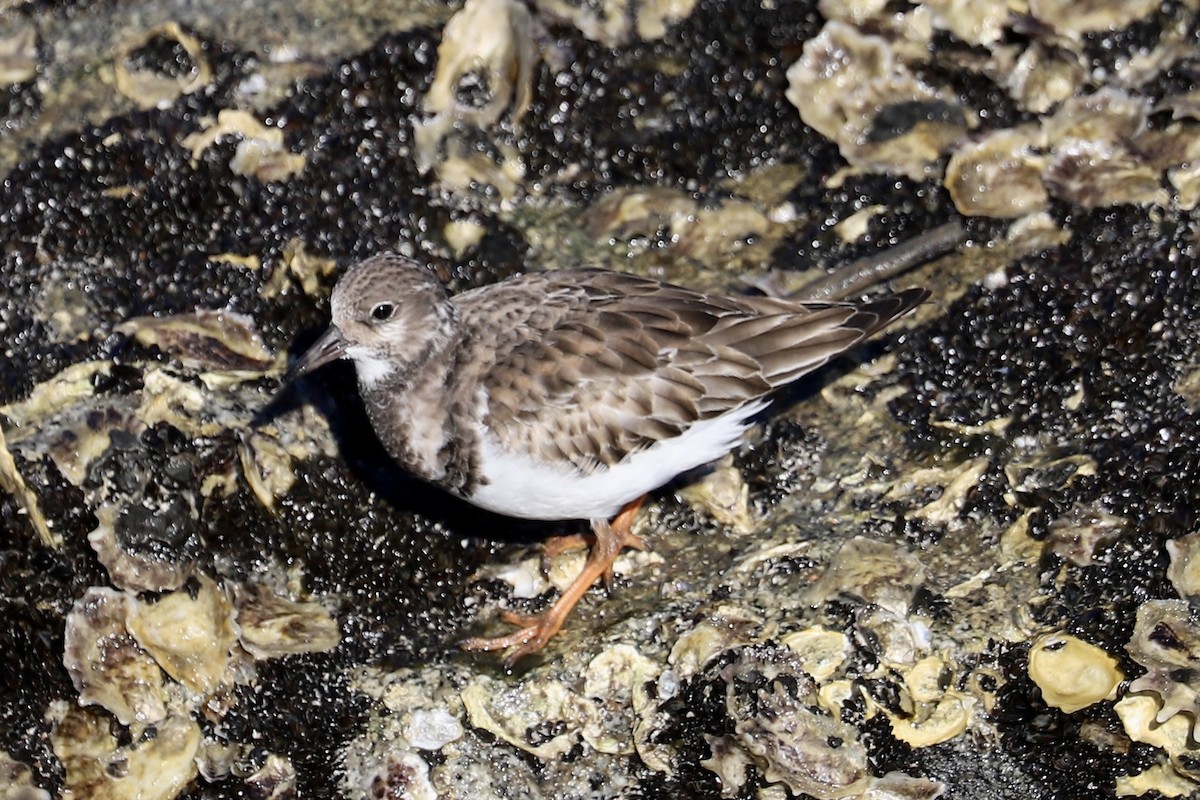 Ruddy Turnstone - ML646394329