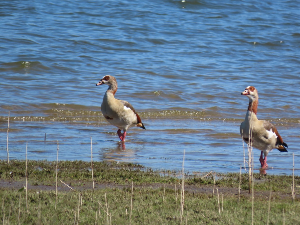 Egyptian Goose - ML646394331