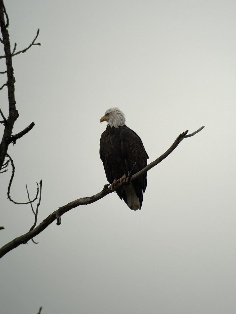 Pygargue à tête blanche - ML646394332