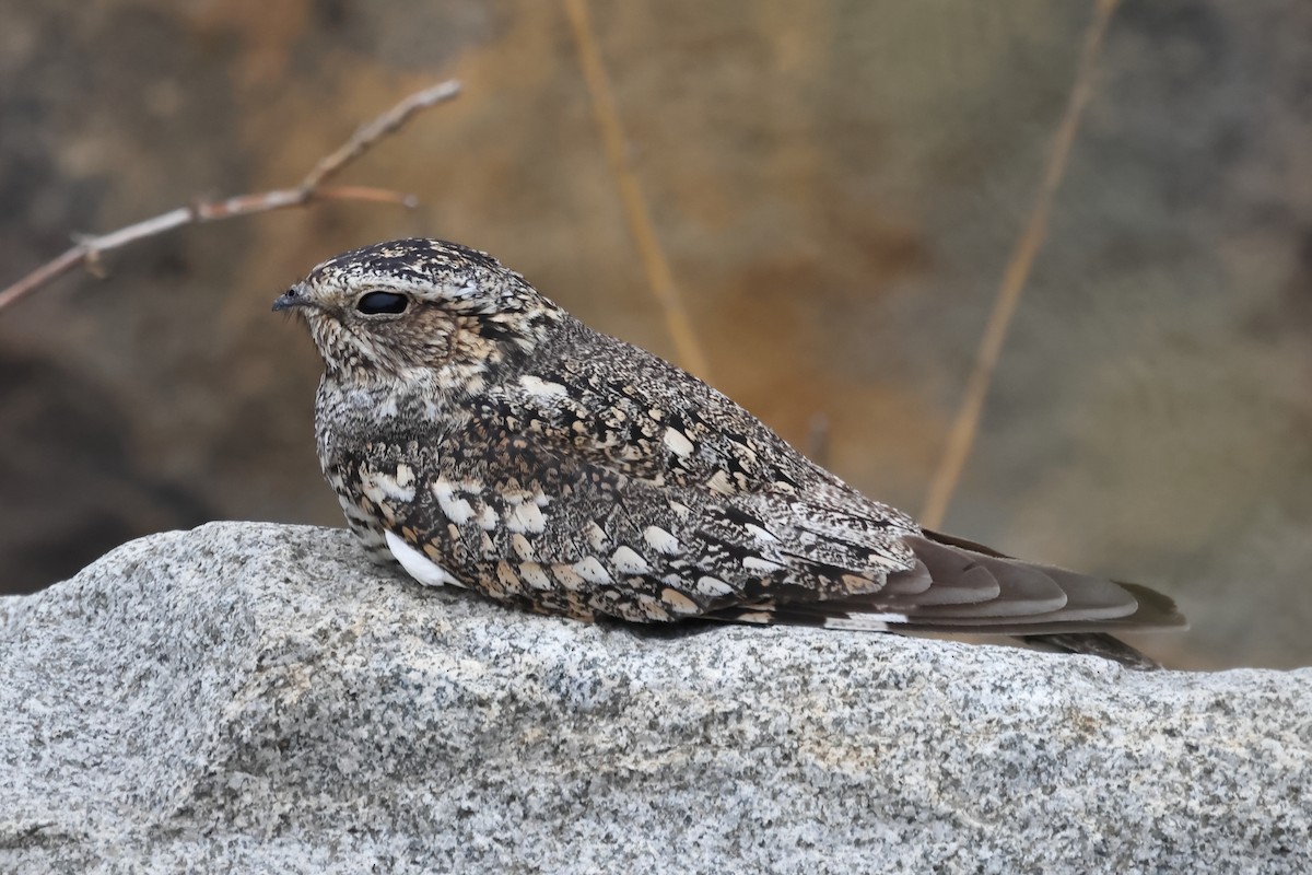 Lesser Nighthawk - ML646394333