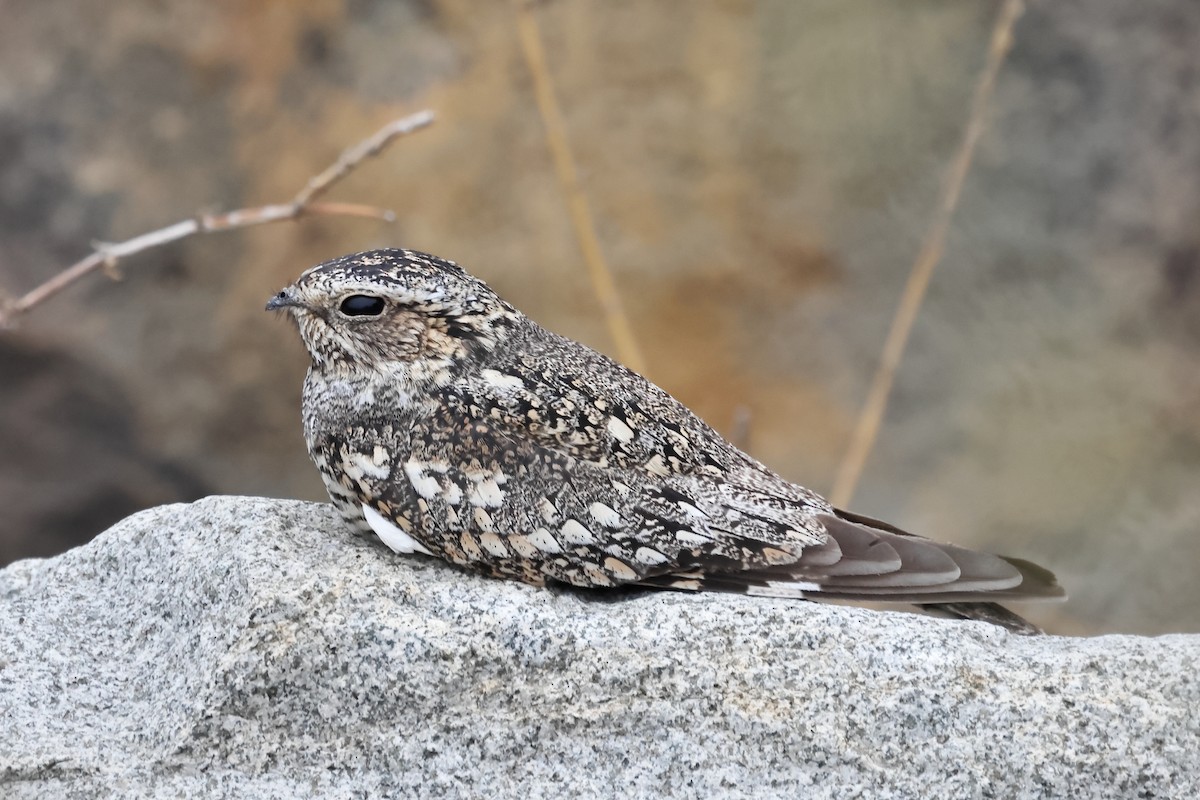 Lesser Nighthawk - ML646394334