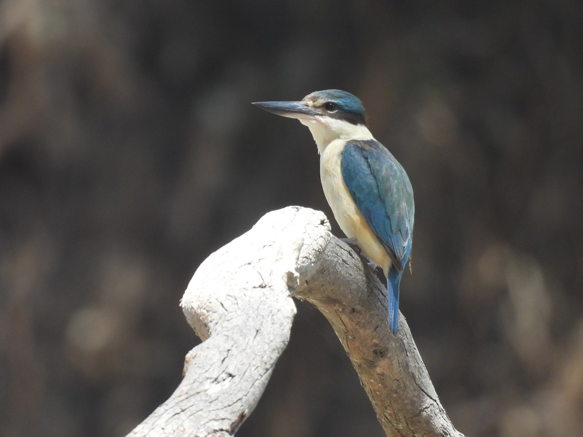 Sacred Kingfisher (Australasian) - ML646394335