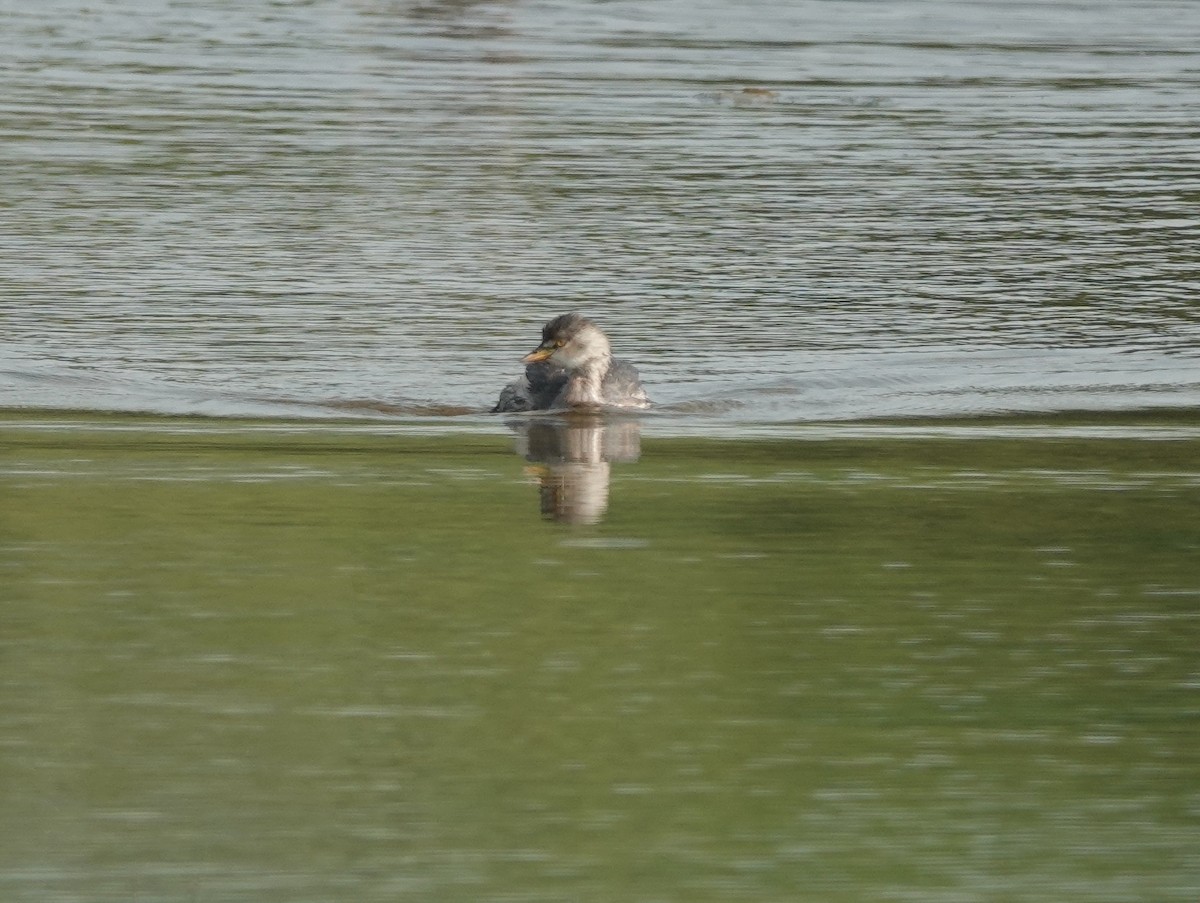 Little Grebe - ML646394336