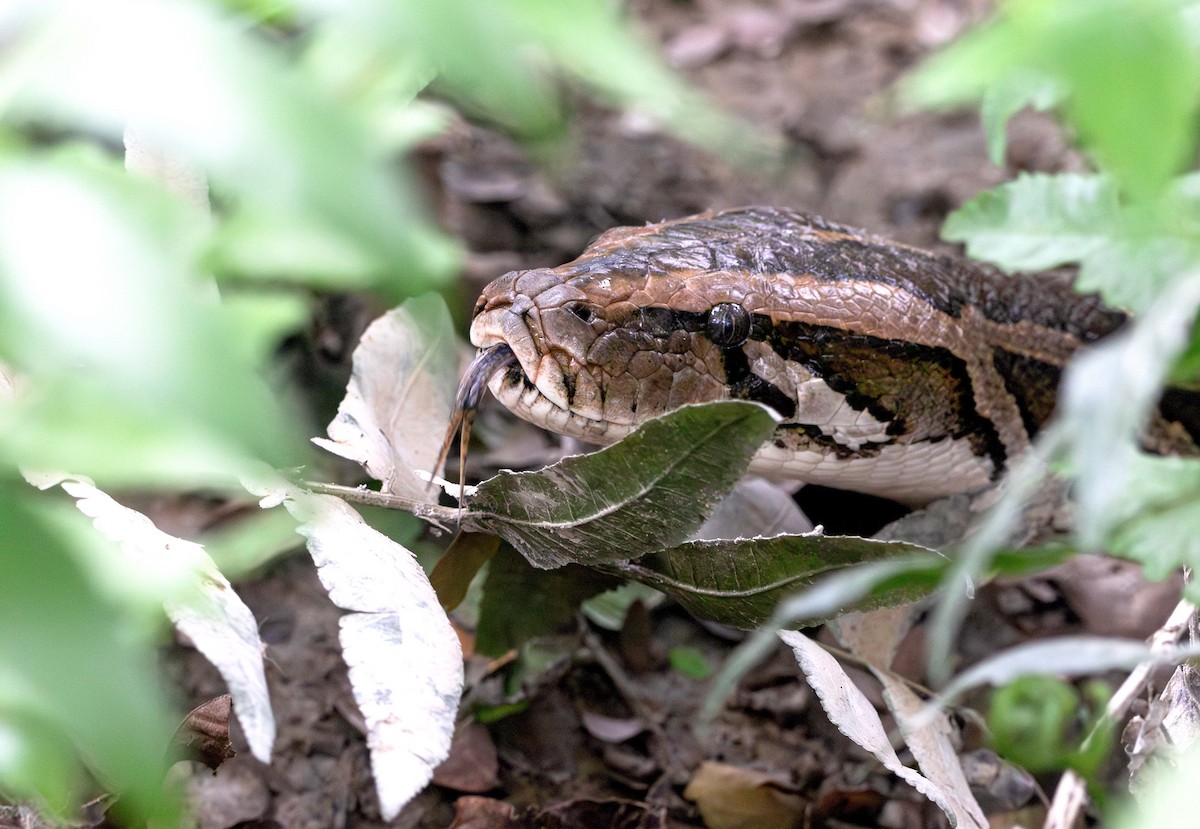 Burmese Python - ML646394337