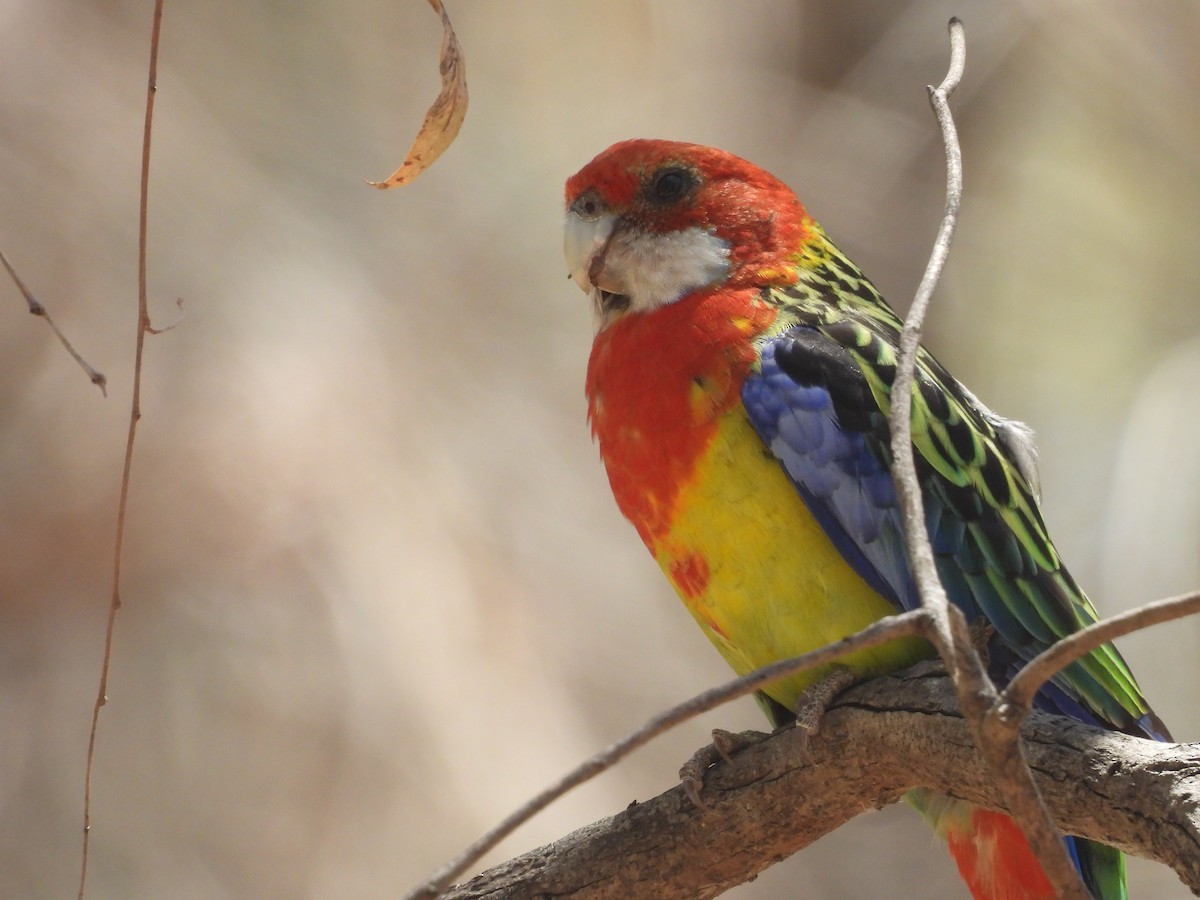 Eastern Rosella - ML646394338