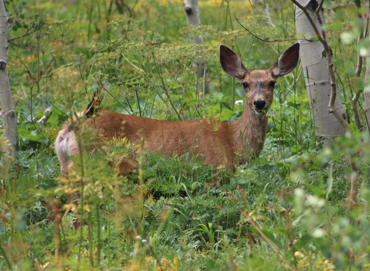 Mule Deer - ML646394339