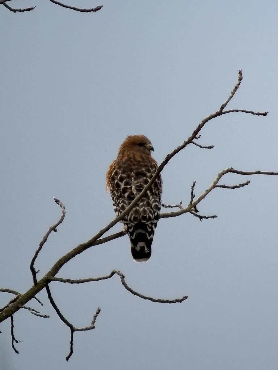 Red-shouldered Hawk - ML646394340