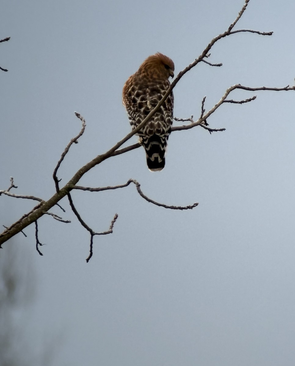 Red-shouldered Hawk - ML646394341