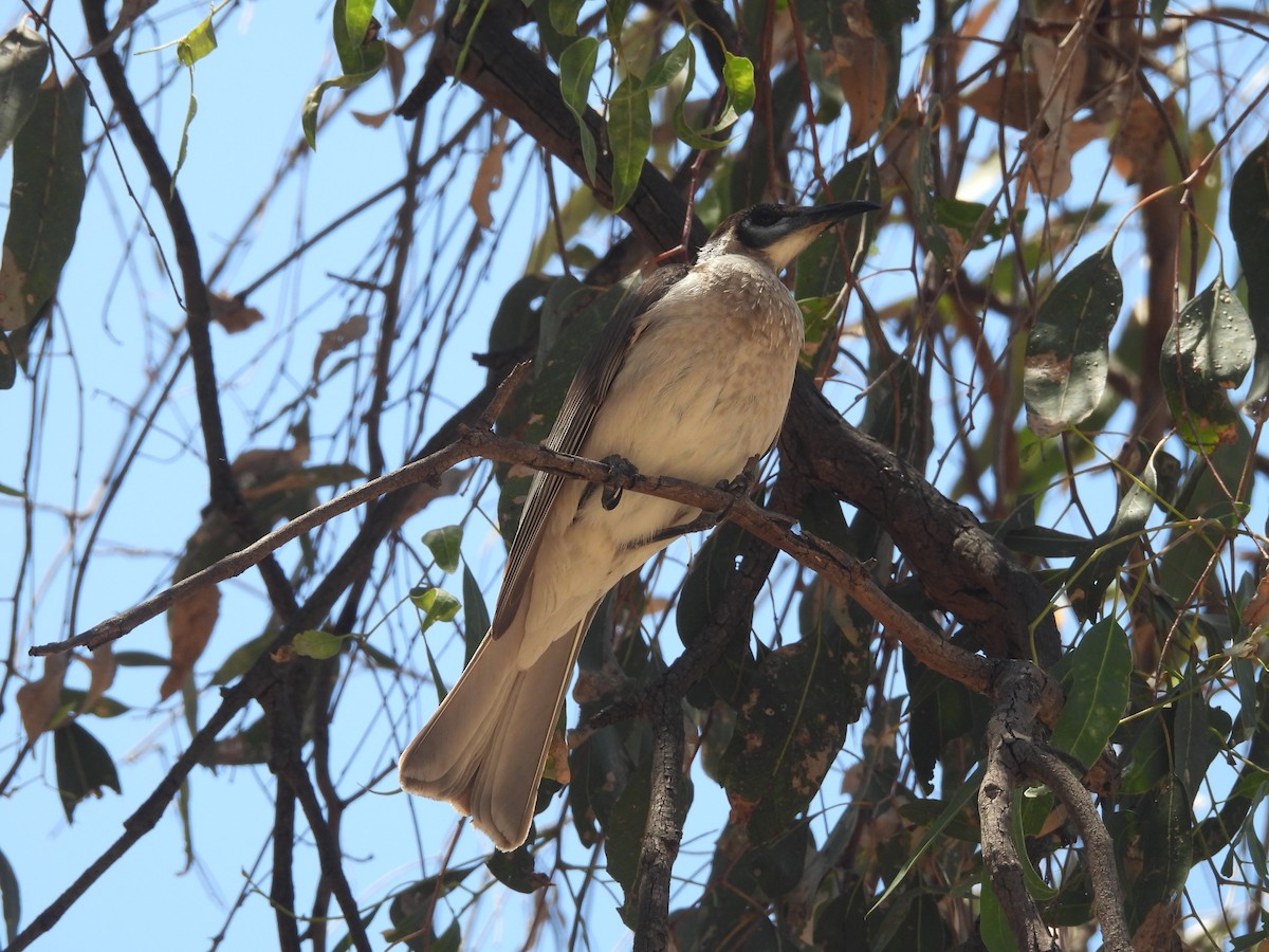 Little Friarbird - ML646394342