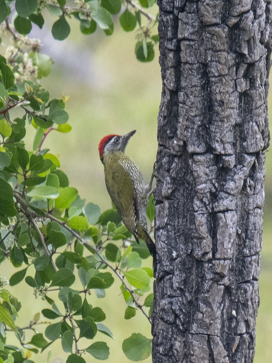 Streak-throated Woodpecker - ML646394343