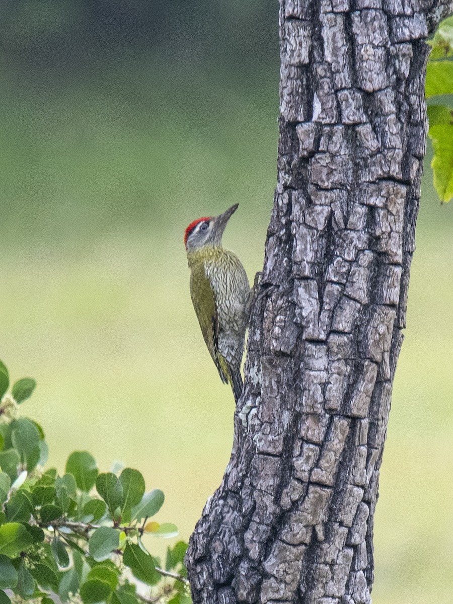 Streak-throated Woodpecker - ML646394345