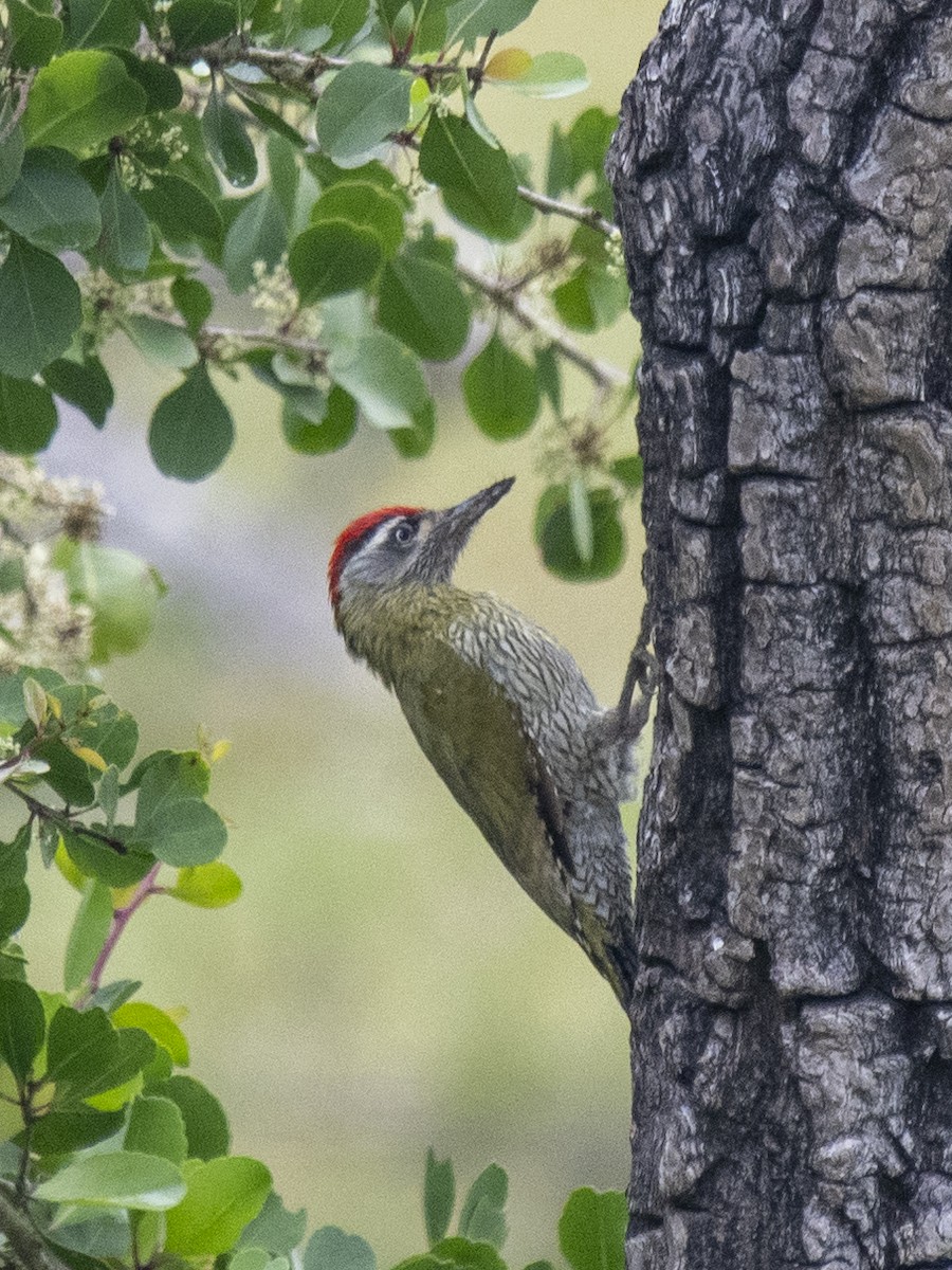 Streak-throated Woodpecker - ML646394346