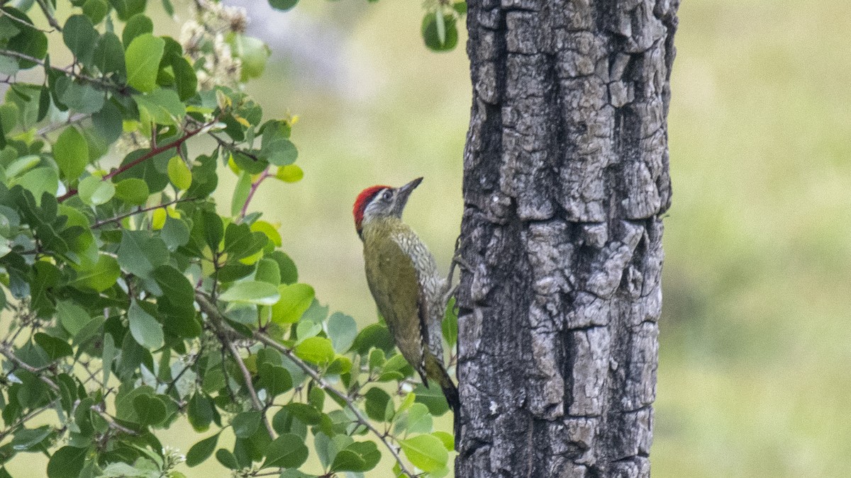 Streak-throated Woodpecker - ML646394347