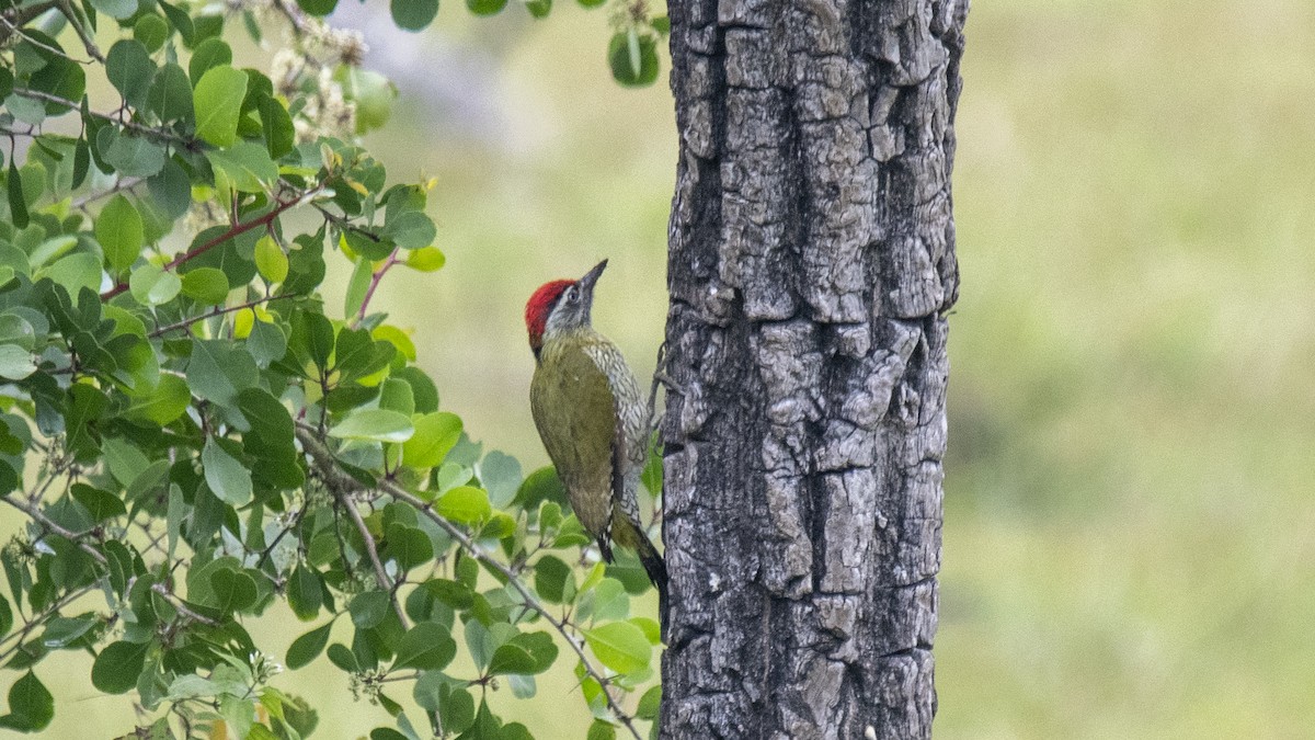 Streak-throated Woodpecker - ML646394348