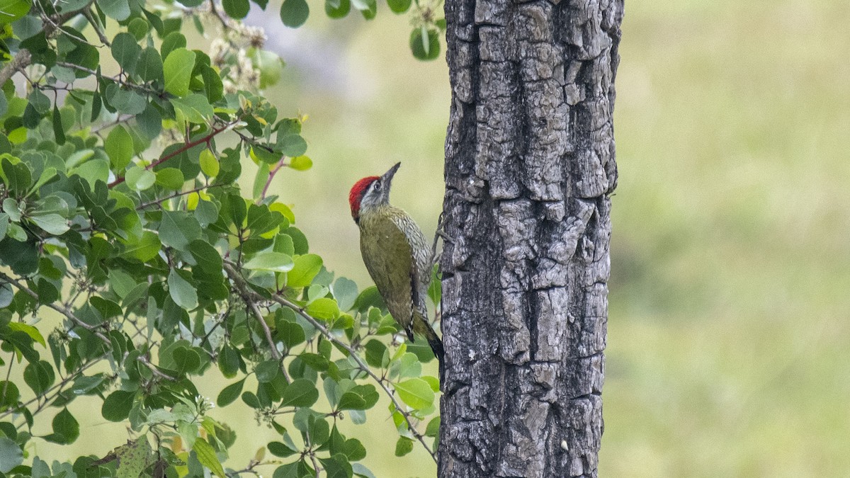 Streak-throated Woodpecker - ML646394349
