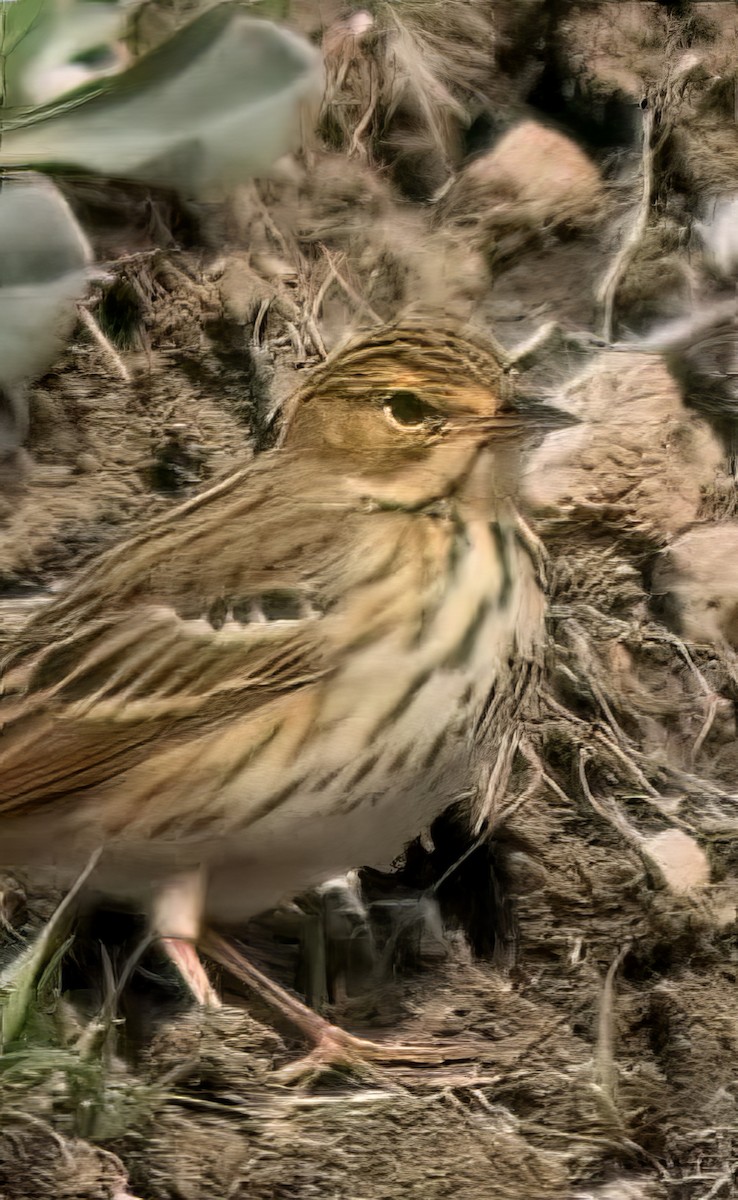 Meadow Pipit - ML646394350