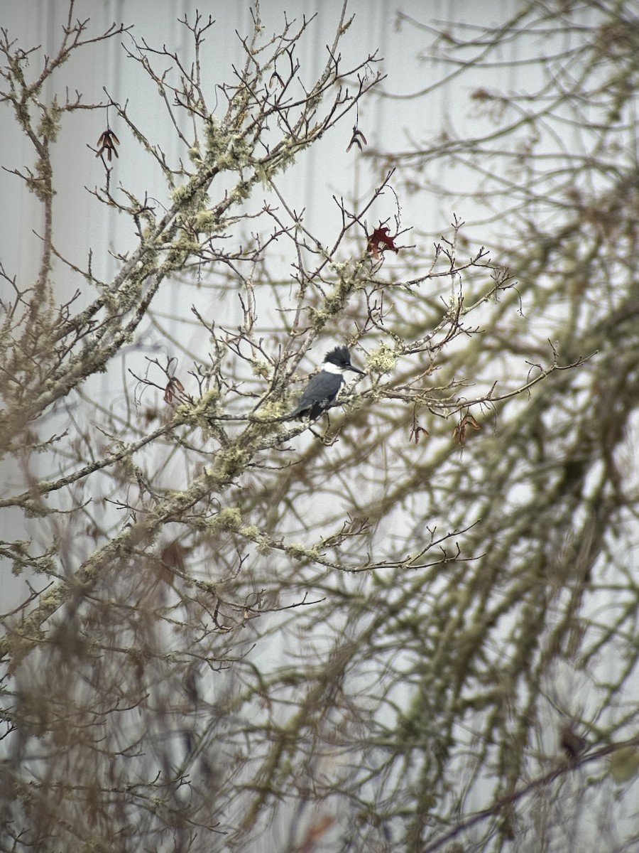 Belted Kingfisher - ML646394351