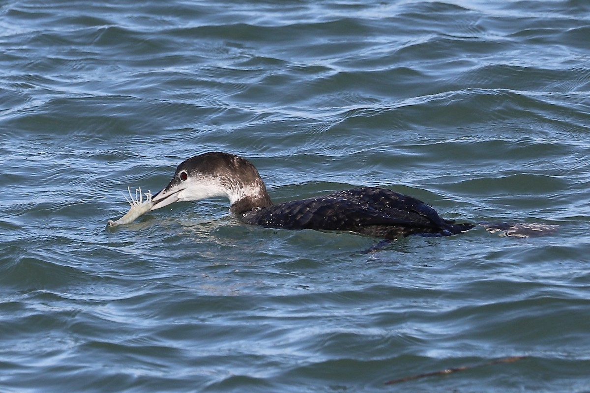Common Loon - ML646394352