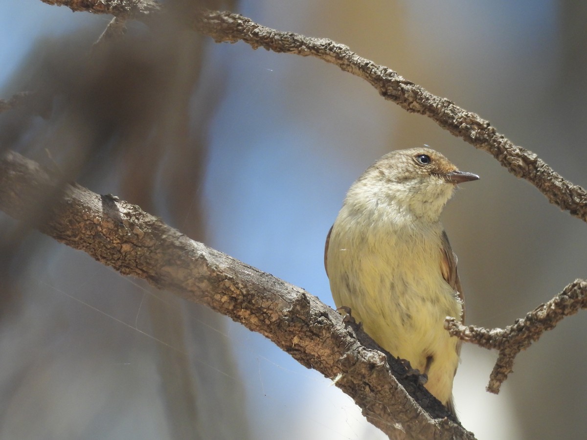 Buff-rumped Thornbill - ML646394353