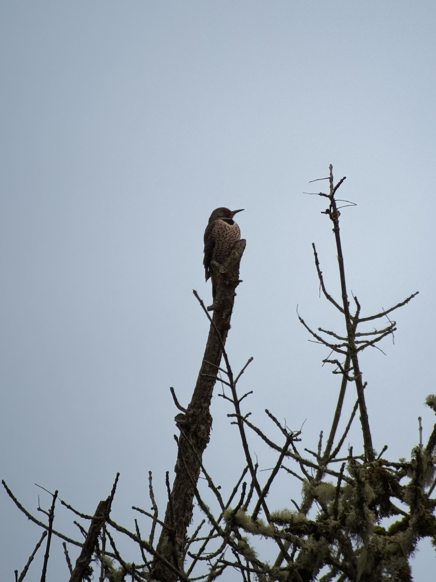 Northern Flicker - ML646394354