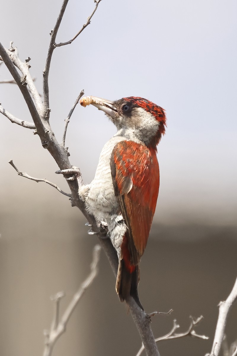 Scarlet-backed Woodpecker - ML646394355
