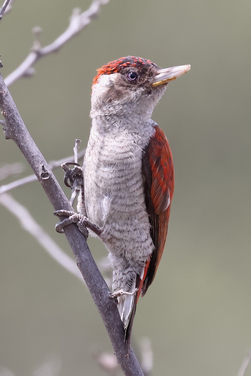 Scarlet-backed Woodpecker - ML646394356